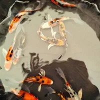 ماهی کوی آب سرد استخری و آبگرم آکواریومی|ماهی|نجف‌آباد, فاز ۲ شهرک آزادگان|دیوار