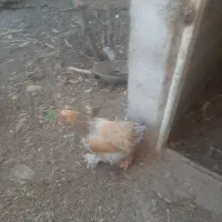 مرغ و خروس برهما|حیوانات مزرعه|پاکدشت, پاکدشت (مامازند)|دیوار