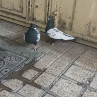 کفتر جفتگاه و پرشی