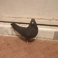 کبوتر اصفهانی|پرنده|برخوار, |دیوار