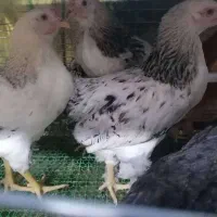 فروش مرغ و خروس گلپایگان و اردک محلی|حیوانات مزرعه|نکا, |دیوار