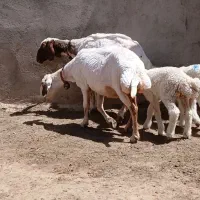 دوراس شاه میش خوشکل افشاری