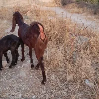 شهرستان بهبهان|حیوانات مزرعه|بهبهان, |دیوار