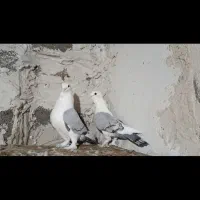 کبوترپروانه ابی