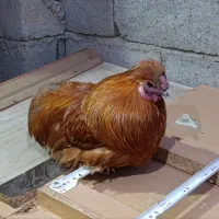 خروس دستی امپراتور|حیوانات مزرعه|تهران, مینای شمالی (مخبر)|دیوار