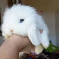 خرگوش لوپ اسکاتلندی و خوکچه هندی