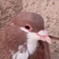کفتر.گلی سینه