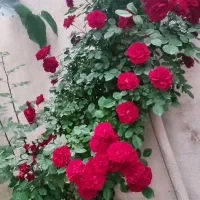 خدمات تعویض خاک و کود دهی گلهای آپارتمانی