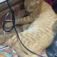 گربه ژاوی