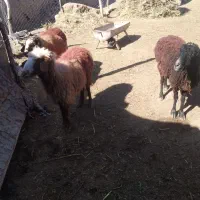 3عدد میش تخمی