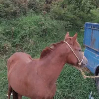 مادیان 4سال سواری
