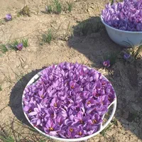 تولید وپخش عمده انواع زعفران خراسان(فله،بسته بندی)|عمدهفروشی|قم, پردیسان|دیوار