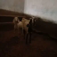 بزجوان شیردار۳عدد