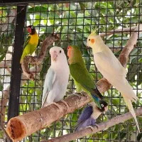 گرینچیک کوتوله برزیلی|پرنده|میناب, |دیوار