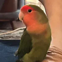 طوطی‌ گمشده