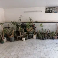 یوکا|گل و گیاه طبیعی|قم, باجک یک|دیوار