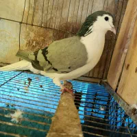 کبوتر ماده دمگیر سینه دمپاک|پرنده|اصفهان, جاوان|دیوار