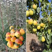 ادمین و ادیتور حرفه ای برای پیج نهالستان