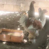 مرغ و خروس برهما