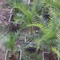 نخل فونیکس ،باباادم،یوکا،سیکاس،