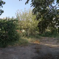 باغ در محمدشهر زیبادشت|فروش زمین و ملک کلنگی|محمدشهر, زیبادشت|دیوار