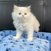 بچه گربه های تو دل بروی ناز|گربه|اهواز, کیانپارس |دیوار