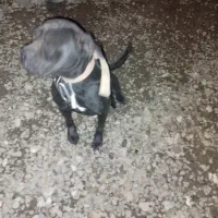 سگ کنکورسو ماده