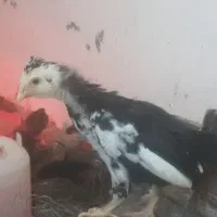 فرش|فرش|کهنوج, |دیوار