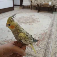 عروس هلندی گل باقالی یک ماه و نیمه|پرنده|مشهد, ارشاد|دیوار