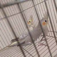 عروس هلندی جوجه  نر و ماده موجوده|پرنده|رشت, استقامت ۱|دیوار