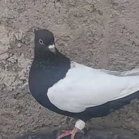 فروش سگ باکسر