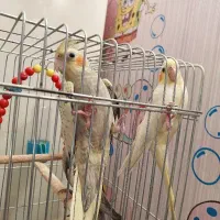 عروس هلندی|پرنده|اهواز, کوی جانبازان(دانش)|دیوار