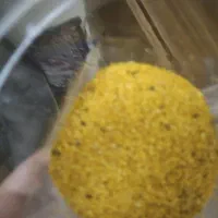 رنگدانه زرد طلایی مخصوص قناری و دیگر پرندگان