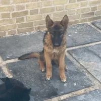 فروش توله سگ جرمن شفرد (German Shepherd) اصیل