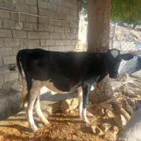 ۲عدد گوساله ماده|حیوانات مزرعه|اندیمشک, |دیوار