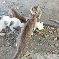 گربه|گربه|سنندج, |دیوار