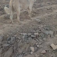 ماده سرابی|سگ|میاندوآب, |دیوار