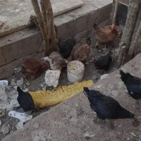 ۱۸ عدد مرغ وخروس ۳۰۰