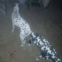 نرو ماده شکاری زرنگ مشتری واقعی زنگ بزنه