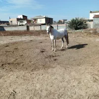 مادیان ترکمن