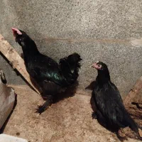 مرغ خروس مرندی|حیوانات مزرعه|سبزوار, چهارراه فرودگاه|دیوار