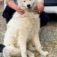 سامویید|سگ|کهریزک, |دیوار