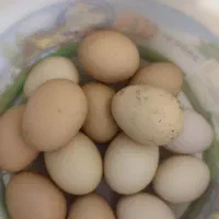 تخم‌مرغ محلی نطفه دار روستای شیرآباد