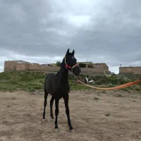 کره نریان ۱۷ ماهه|اسب و تجهیزات اسبسواری|مرند, |دیوار
