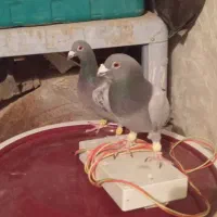 کبوتر در پرنده