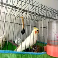 سه.تا.عروس.هلندی|پرنده|اراک, |دیوار