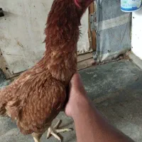 مرغ لاری و مرغ گلین و قفس جوجه پران