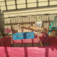 مرغ عشق|پرنده|کرج, حصارک بالا|دیوار