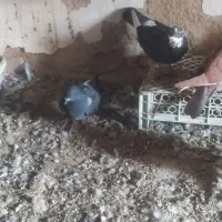 کبوتر|پرنده|آشخانه, |دیوار