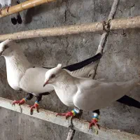 کفتر عتیغه دمی